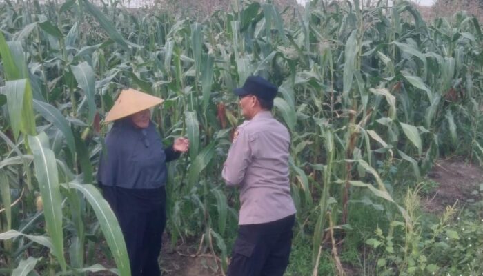 Polsek Sidoarjo Kota Turun ke Sawah, Dampingi Petani Jagung Perkuat Ketahanan dan Swasembada Pangan