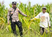 Polsek Tulangan Kawal Ketahanan Pangan