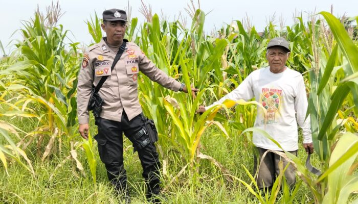 Polsek Tulangan Kawal Ketahanan Pangan