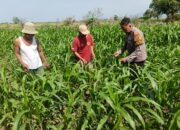 Polsek Porong Intensif Dampingi Petani, Pertumbuhan Jagung di Glagaharum Dipantau Demi Ketahanan Pangan