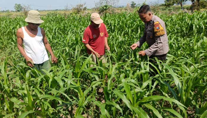 Polsek Porong Intensif Dampingi Petani, Pertumbuhan Jagung di Glagaharum Dipantau Demi Ketahanan Pangan