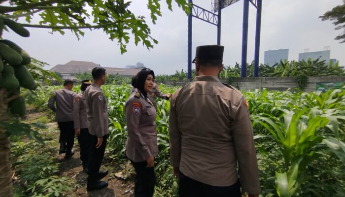 Polsek Waru Intensif Pantau Lahan Jagung Desa Bungurasih, Dukung Program Ketahanan Pangan Nasional