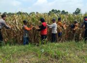 Polisi dan Petani di Balongbendo Perkuat Swasembada Pangan, Panen Jagung Hibrida Jadi Bukti Nyata