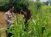 Polsek Krembung Apresiasi Sekolah yang Aktif Dukung Ketahanan Pangan Lewat Budidaya Jagung