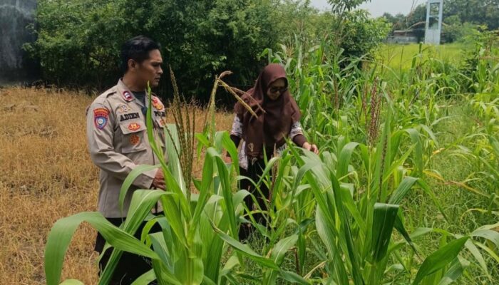Polsek Krembung Apresiasi Sekolah yang Aktif Dukung Ketahanan Pangan Lewat Budidaya Jagung
