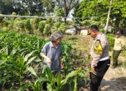 Polsek Taman Intensifkan Patroli Ketahanan Pangan, Dampingi Petani Jagung Demi Panen Optimal