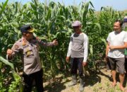 Kapolsek Balongbendo Tinjau 21 Hektare Jagung Hibrida Siap Panen, Perkuat Swasembada Pangan Nasional