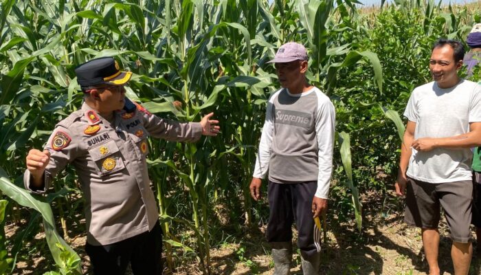 Kapolsek Balongbendo Tinjau 21 Hektare Jagung Hibrida Siap Panen, Perkuat Swasembada Pangan Nasional