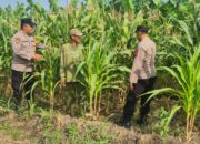 Polisi Turun ke Lahan, Polsek Candi Dampingi Petani Pantau Pertumbuhan Jagung Demi Ketahanan Pangan
