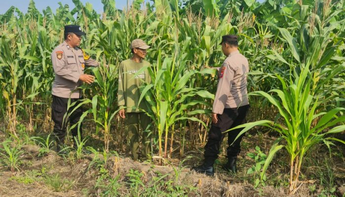Polisi Turun ke Lahan, Polsek Candi Dampingi Petani Pantau Pertumbuhan Jagung Demi Ketahanan Pangan