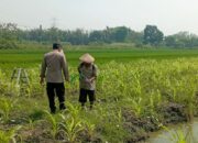 Polsek Wonoayu Intensif Pantau Lahan Jagung di Desa Popoh, Perkuat Swasembada Pangan Nasional