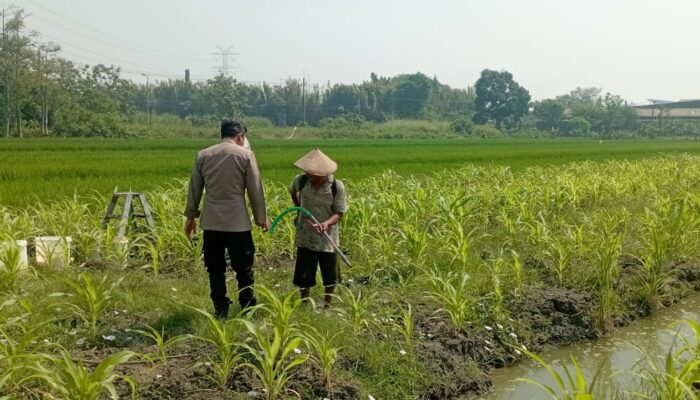 Polsek Wonoayu Intensif Pantau Lahan Jagung di Desa Popoh, Perkuat Swasembada Pangan Nasional