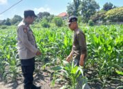 Bhabinkamtibmas Polsek Taman Patroli Lahan Jagung, Perkuat Sinergi dengan Petani Dukung Ketahanan Pangan