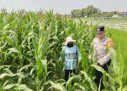 Polsek Tarik Intensif Dampingi Petani Jagung di Kedungbocok, Perkuat Program Ketahanan Pangan