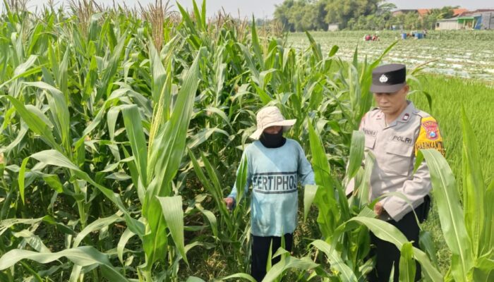 Polsek Tarik Intensif Dampingi Petani Jagung di Kedungbocok, Perkuat Program Ketahanan Pangan
