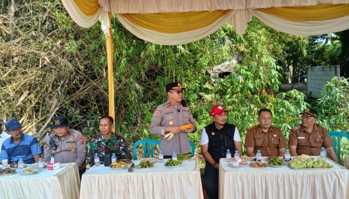 Panen Jagung Kuartal III di Balongbendo, Polri Dorong Ketahanan Pangan dan Kesejahteraan Petani