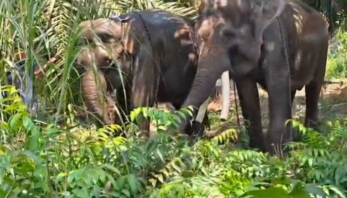 Perjalanan Panjang Deo dan Sinta, Dua Gajah Gembira Loka Zoo Menuju Kaltim