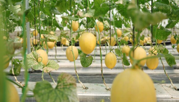 Bumkal Sumberharjo Panen Perdana Melon Premium, Bupati Sleman Beri Apresiasi