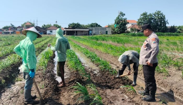 Polsek Prambon Intensifkan Pendampingan Petani, Dorong Optimalisasi Lahan Jagung