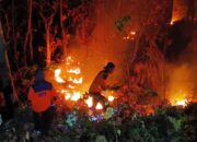 Kebakaran Hutan di Kawasan Arak-Arak Berhasil Dipadamkan, Empat Hektare Lahan Jati Terdampak