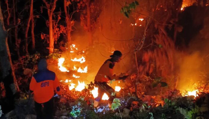 Kebakaran Hutan di Kawasan Arak-Arak Berhasil Dipadamkan, Empat Hektare Lahan Jati Terdampak