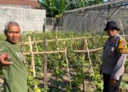 Polsek Balongbendo Gencarkan Pendampingan P2L, Dorong Warga Perkuat Ketahanan Pangan