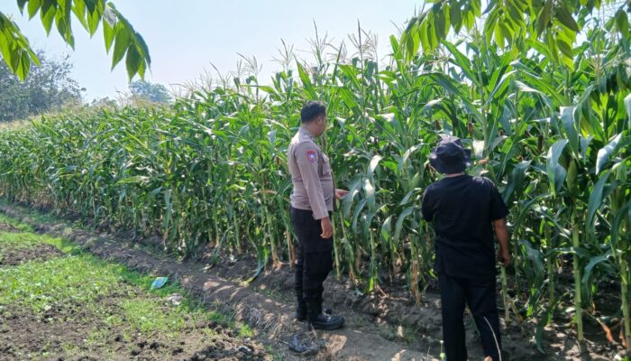 Dukung Swasembada Pangan, Polsek Krembung Dampingi Petani Jagung di Desa Lemujut