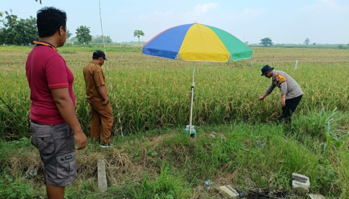 Polisi dan Petani Pantau Pertumbuhan Jagung di Sumokembangsri, Irigasi Tersier Masih Kering