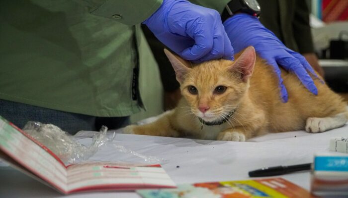 Cegah Rabies Sejak Dini, Dinas Pangan dan Pertanian Sidoarjo Gratiskan Vaksinasi Hewan Peliharaan
