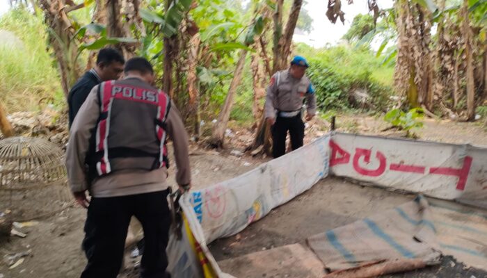 Tindaklanjuti Dumas Dugaan Judi Sabung Ayam, Polsek Krian Tertibkan Arena di Tropodo