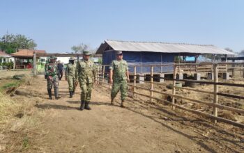 ​Memperkuat Ketahanan Pangan, Danrem 071/Wijayakusuma Tinjau Kompi Produksi Kodim 0713/Brebes