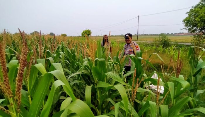 Polsek Prambon Dukung Ketahanan Pangan, Pantau Pertumbuhan Jagung di Desa Bulang