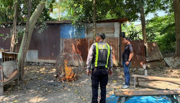 Respons Laporan Dugaan Sabung Ayam, Polsek Taman Cek Lokasi di Sambibulu