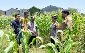 Polsek Sukodono Dampingi Petani, Pantau Perkembangan Tanaman Jagung di Kebonagung