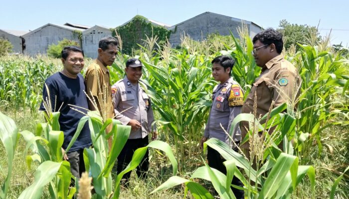 Polsek Sukodono Dampingi Petani, Pantau Perkembangan Tanaman Jagung di Kebonagung