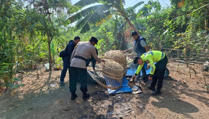 Polsek Waru Bongkar Arena Sabung Ayam di Bungurasih yang Viral di Medsos