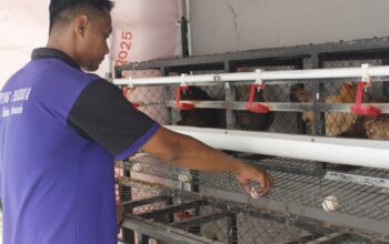 Lapas Sidoarjo Panen 20–30 Telur Setiap Hari, Dorong Kemandirian Warga Binaan