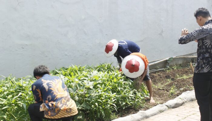 Lapas Sidoarjo Panen Kangkung, Bekali Warga Binaan Keterampilan Pertanian