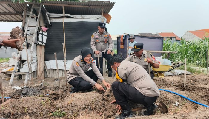 Polresta Sidoarjo Dorong Budidaya Uwi Ungu, Perkuat Ketahanan Pangan dan Green Policing